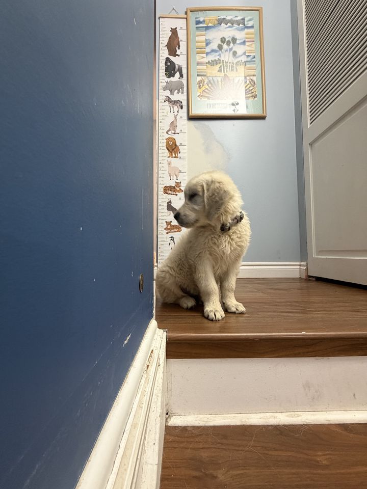 Layla
