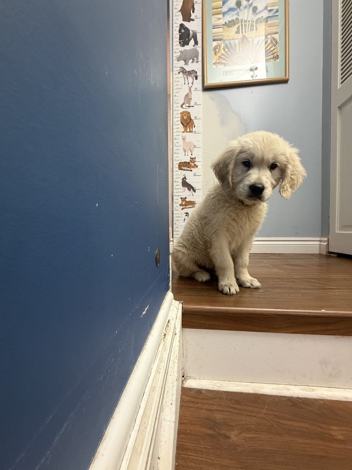Layla