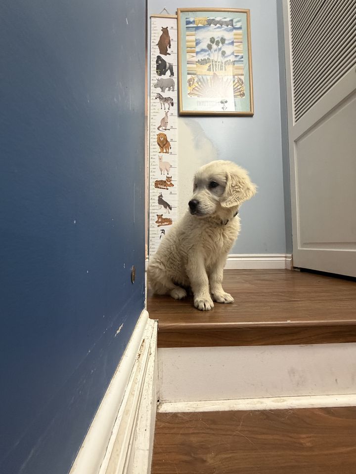 Layla