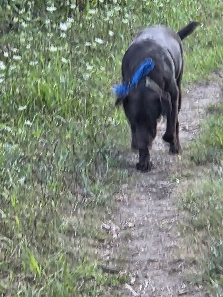 Trail