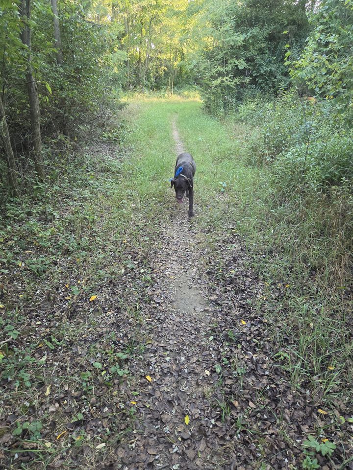 Trail